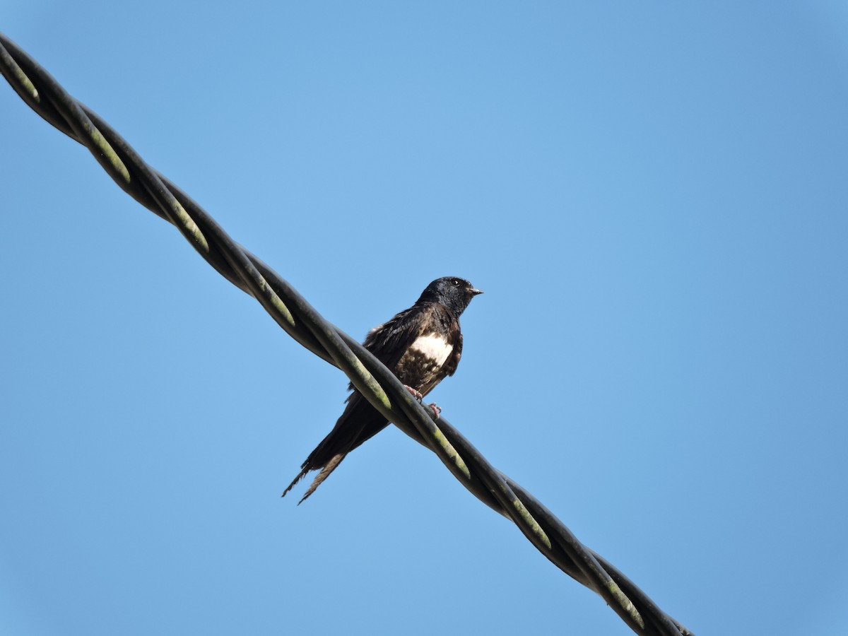White-banded Swallow - ML636931511