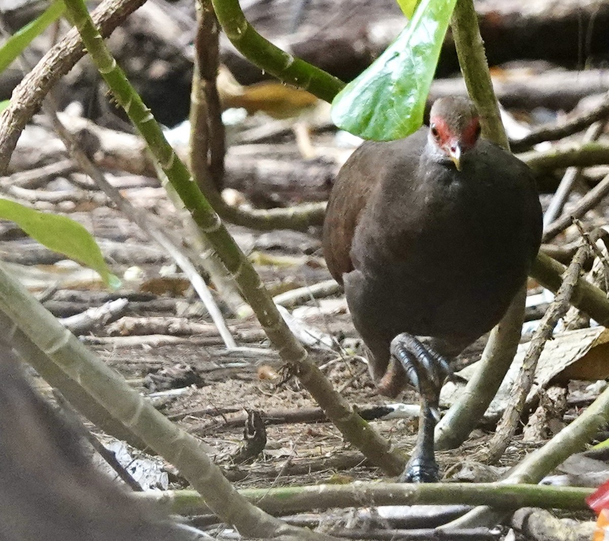 Nikobaren-Großfußhuhn - ML636931641