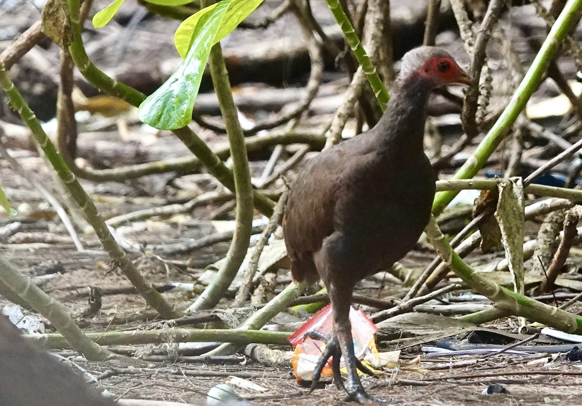 Nikobaren-Großfußhuhn - ML636931642