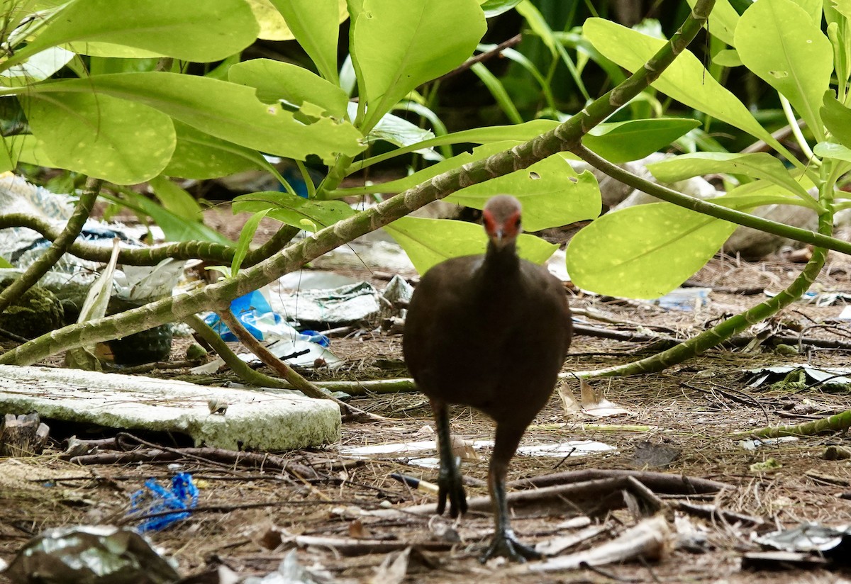 Nikobaren-Großfußhuhn - ML636931644