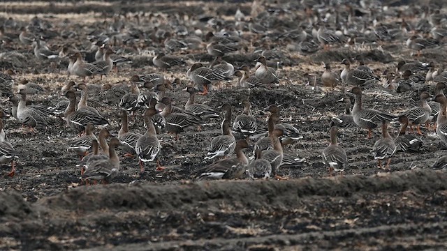 Tundra Bean-Goose - ML636931669