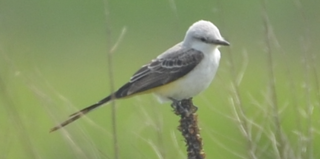 Scissor-tailed Flycatcher - ML636931687