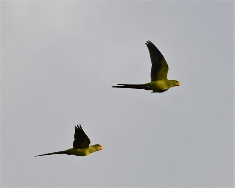 Regent Parrot - ML636931710