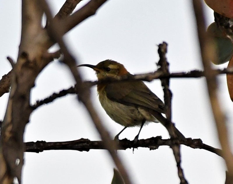 Western Spinebill - ML636931717