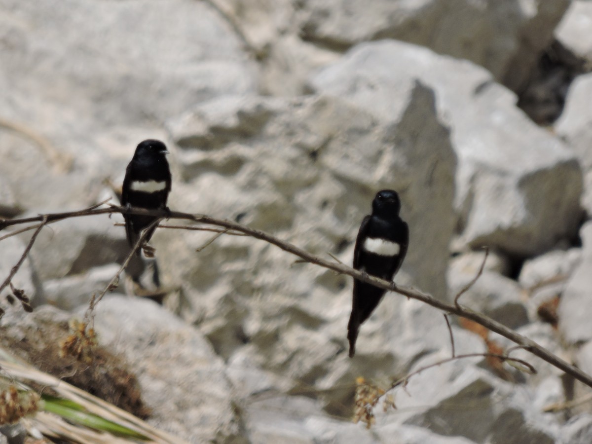 White-banded Swallow - ML636931721