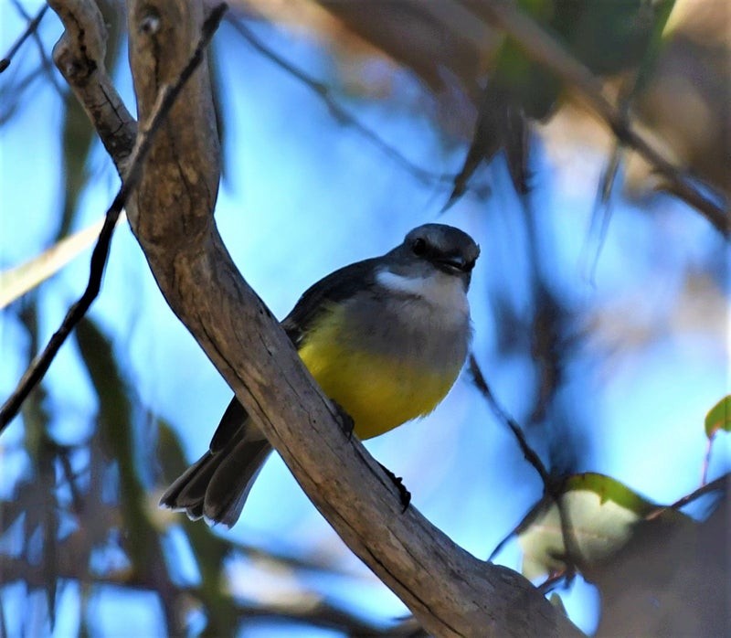 Western Yellow Robin - ML636931841