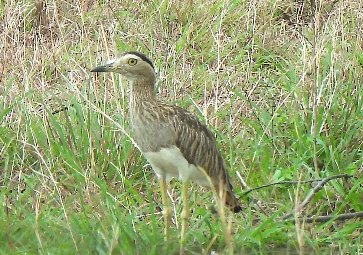 Double-striped Thick-knee - ML636931846