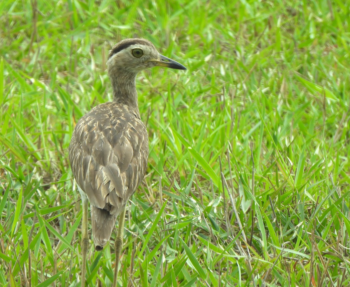 Double-striped Thick-knee - ML636931847