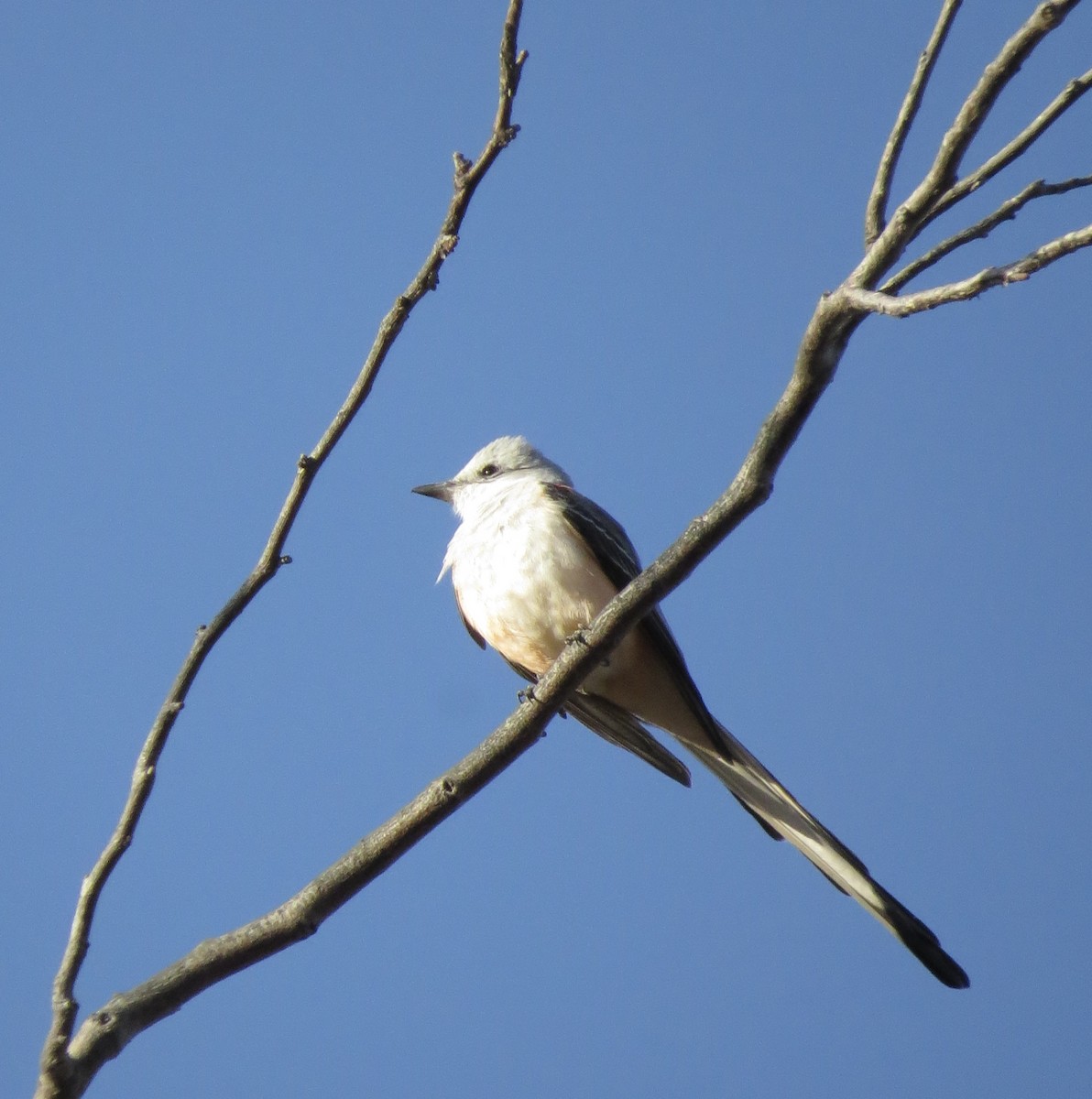 Scissor-tailed Flycatcher - ML636931898