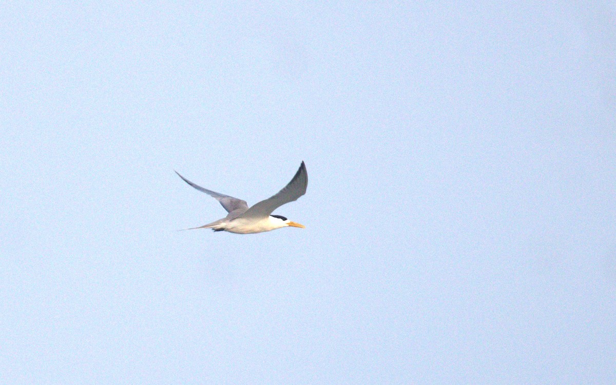 Great Crested Tern - ML636932025