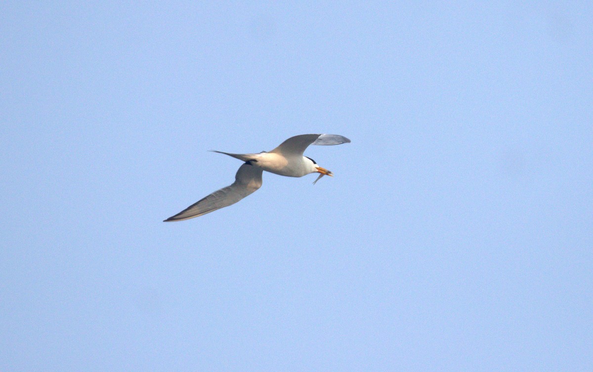 Great Crested Tern - ML636932026