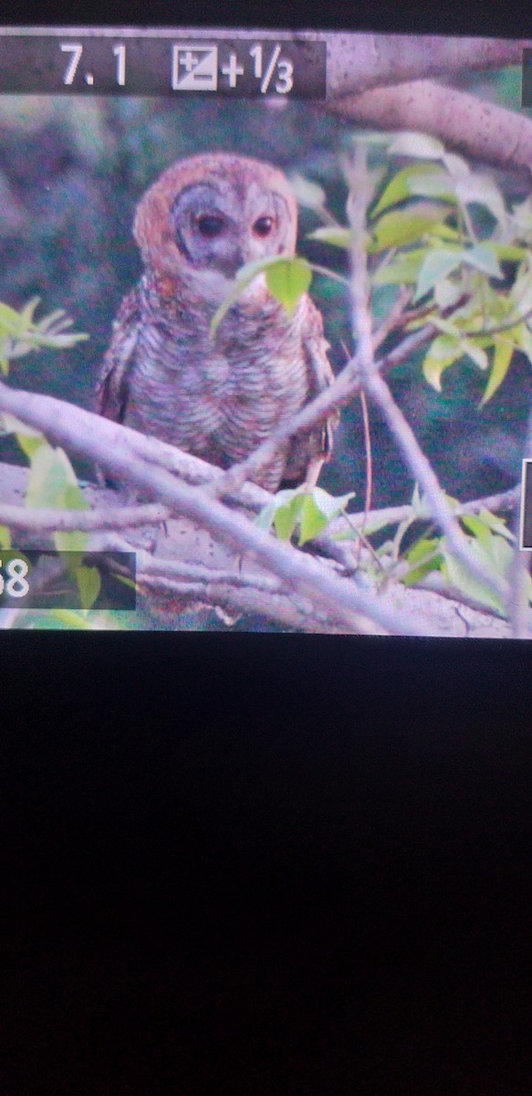 Mottled Wood-Owl - ML636932099