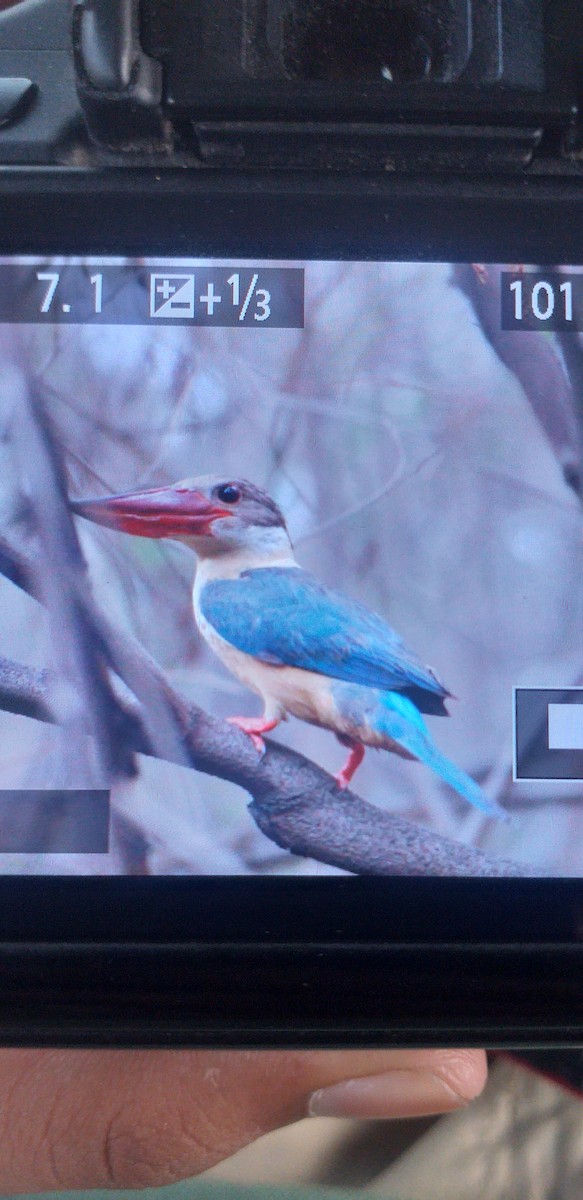 Stork-billed Kingfisher - ML636932101