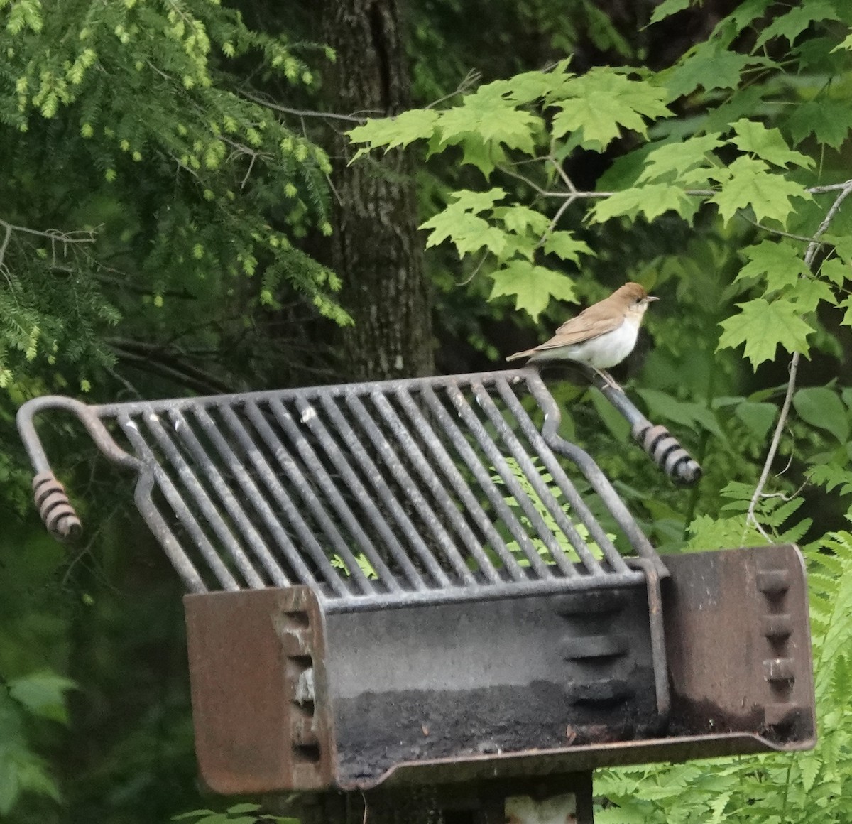 Veery - ML636932139