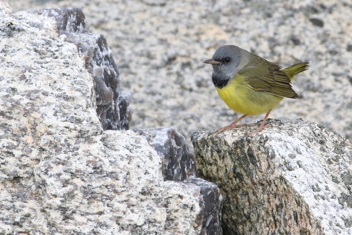 Mourning Warbler - ML63693221