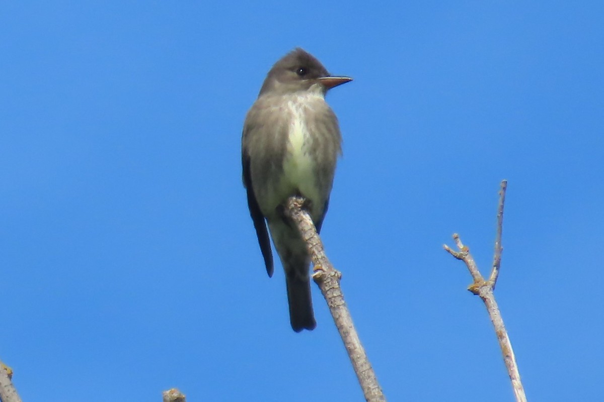 Olive-sided Flycatcher - ML636932406