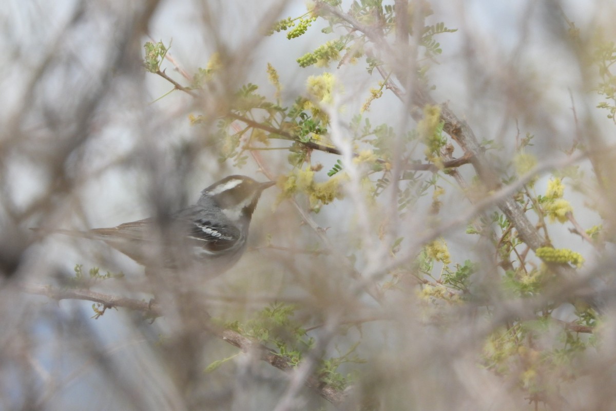 Black-throated Gray Warbler - ML636932437