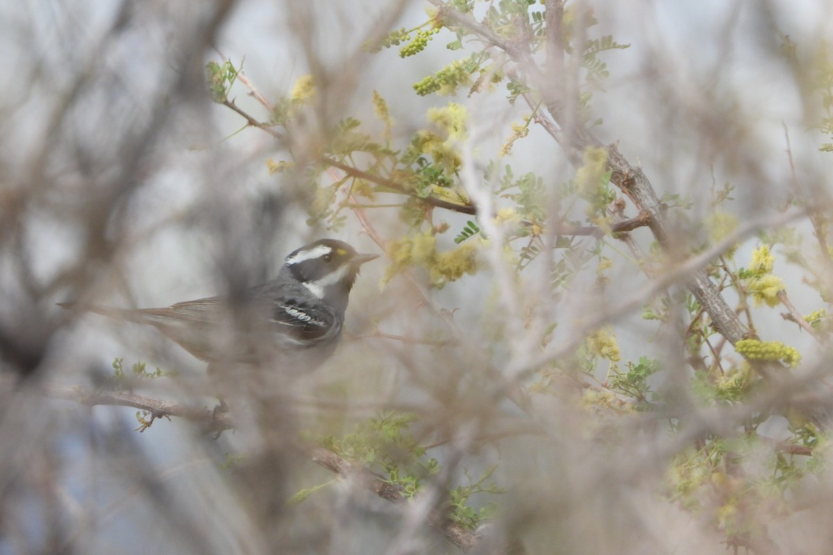 Black-throated Gray Warbler - ML636932438