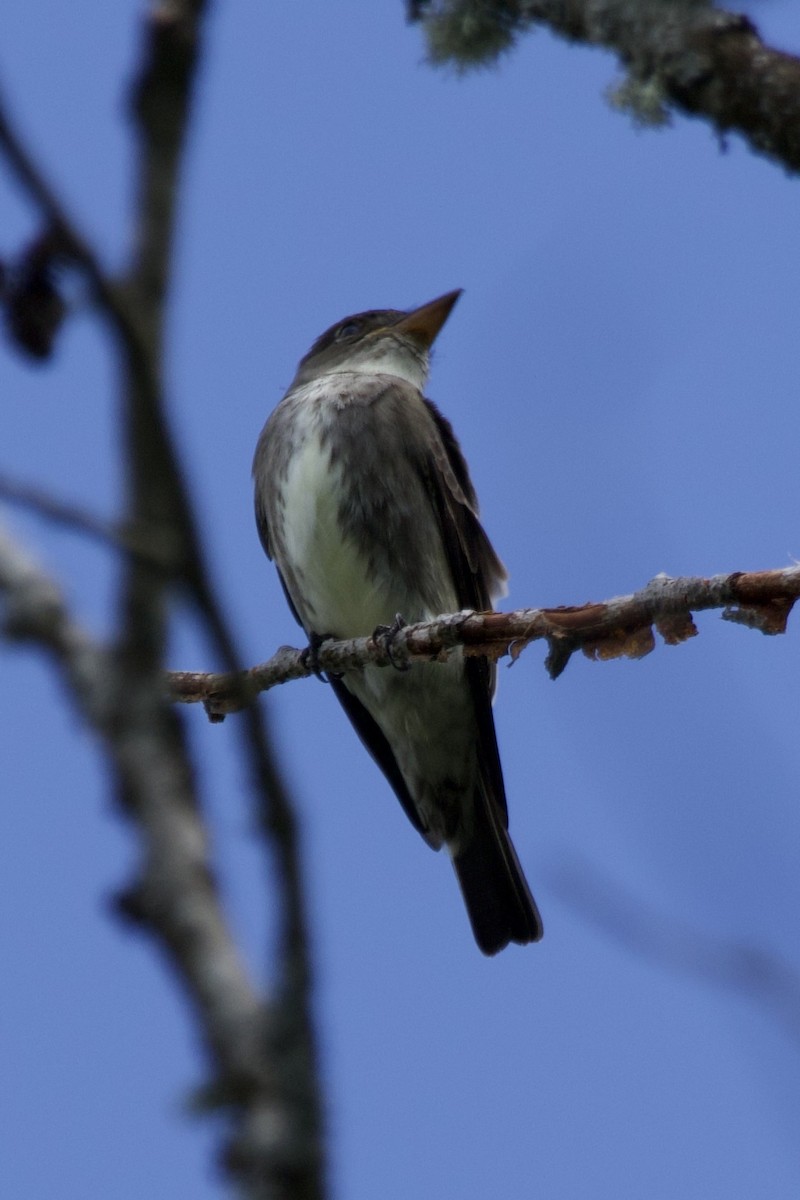 Olive-sided Flycatcher - ML636932453