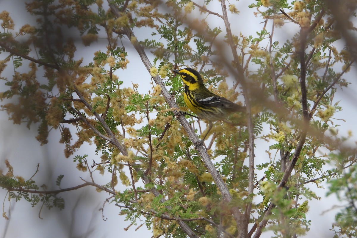Townsend's Warbler - ML636932460