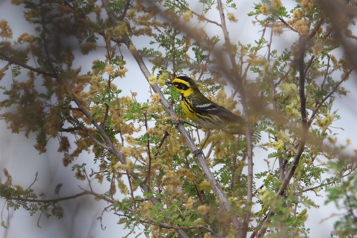 Townsend's Warbler - ML636932461
