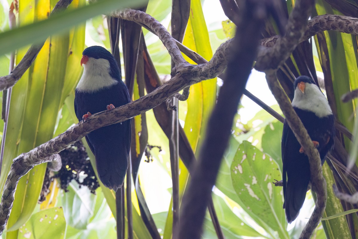 Blue Lorikeet - ML636932605