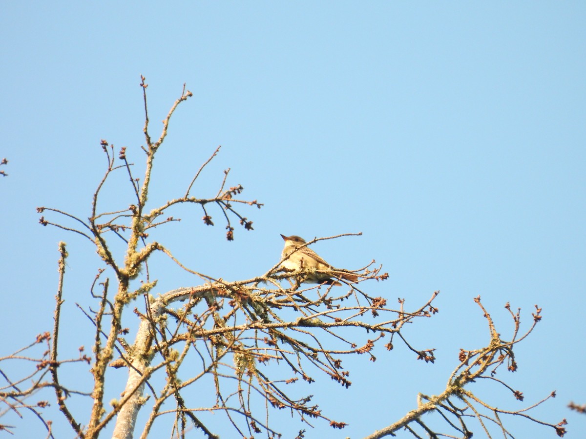 Olive-sided Flycatcher - ML636932618