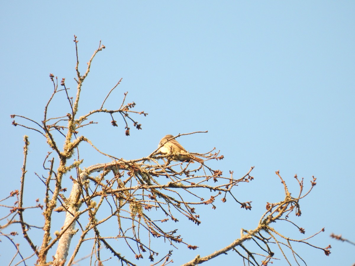 Olive-sided Flycatcher - ML636932619