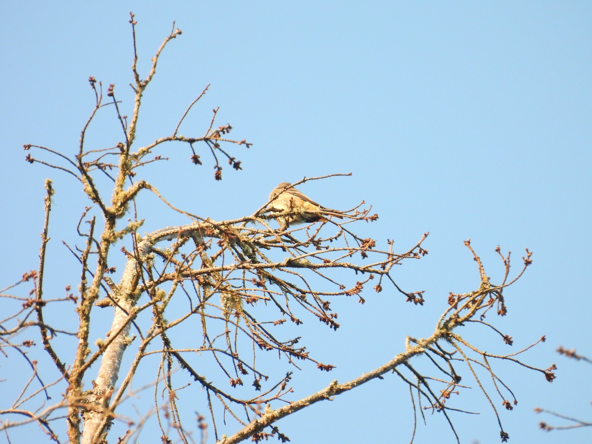 Olive-sided Flycatcher - ML636932620