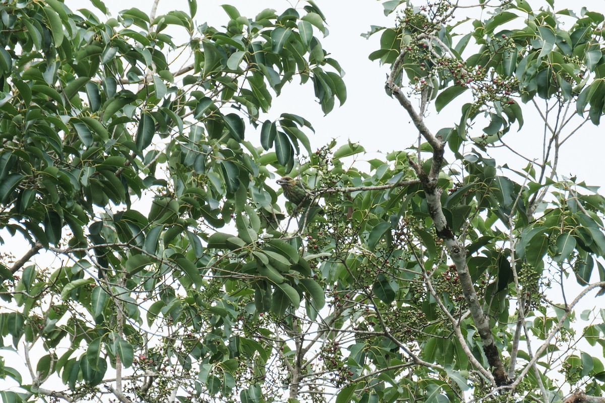 Green-eared Barbet - ML636932705