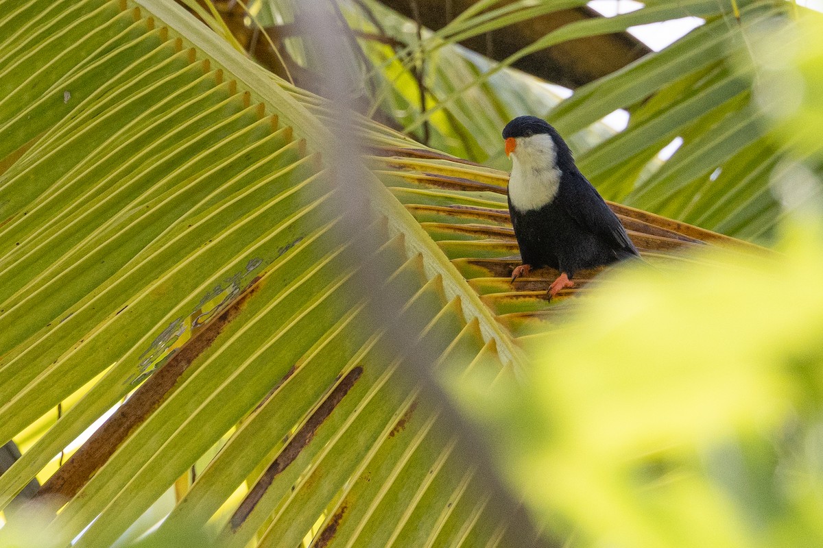Blue Lorikeet - ML636932706