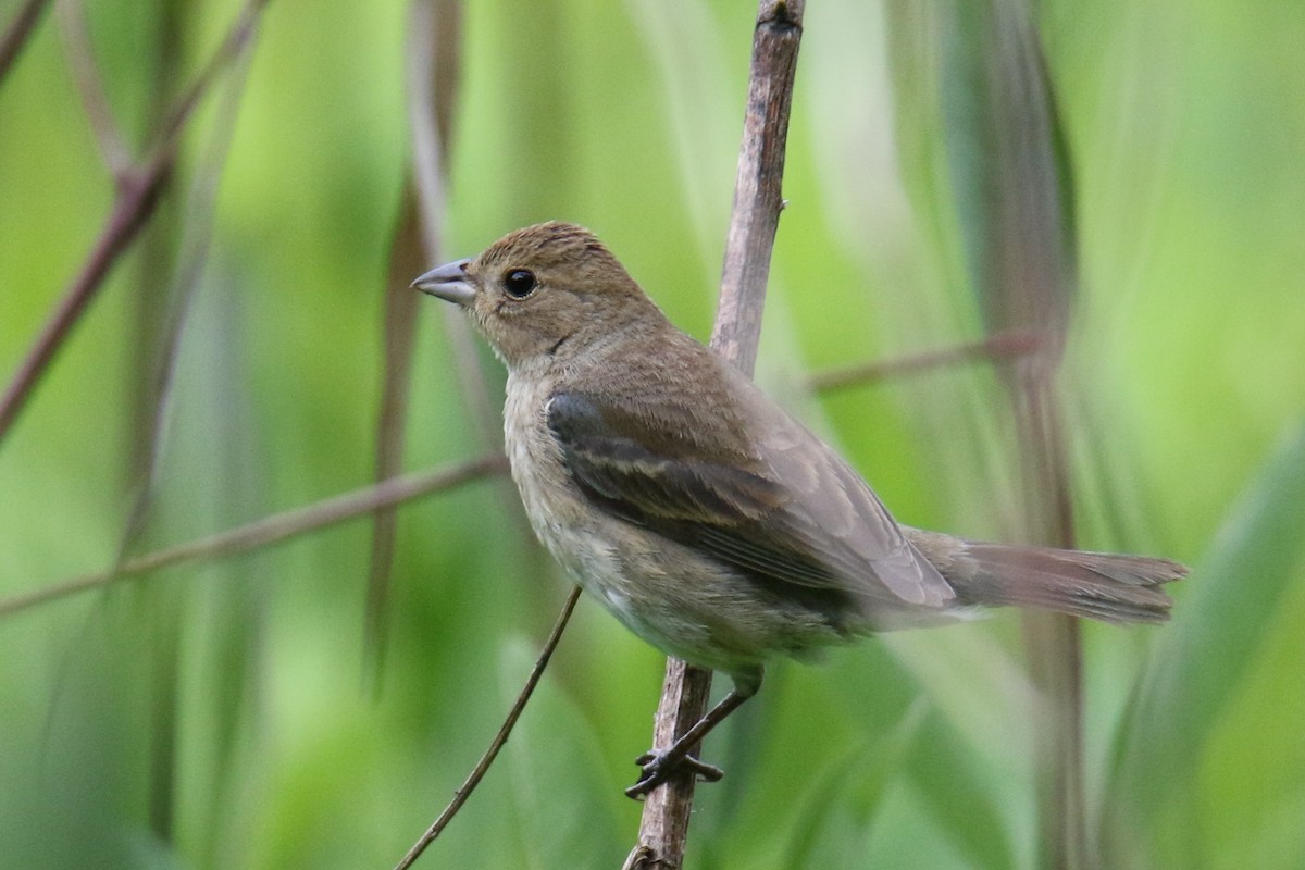 Indigo Bunting - ML636932722