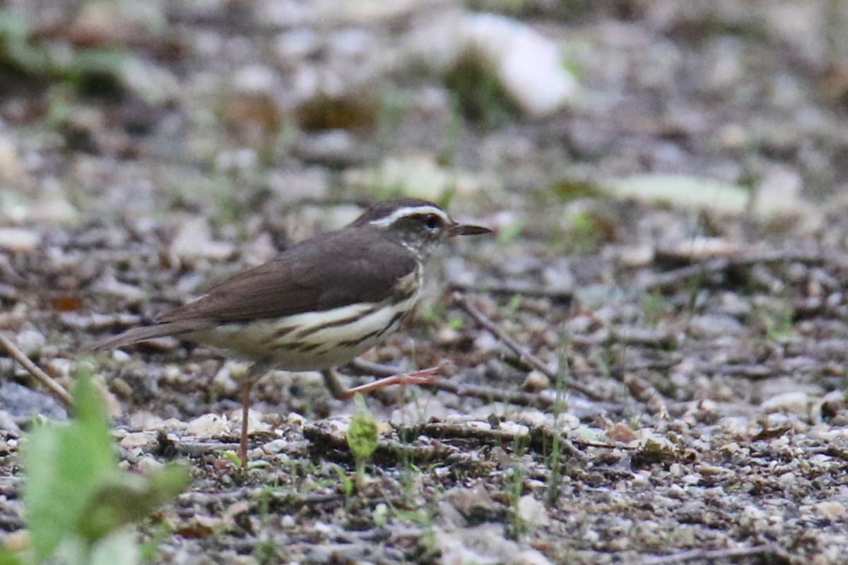 Louisiana Waterthrush - ML636932736
