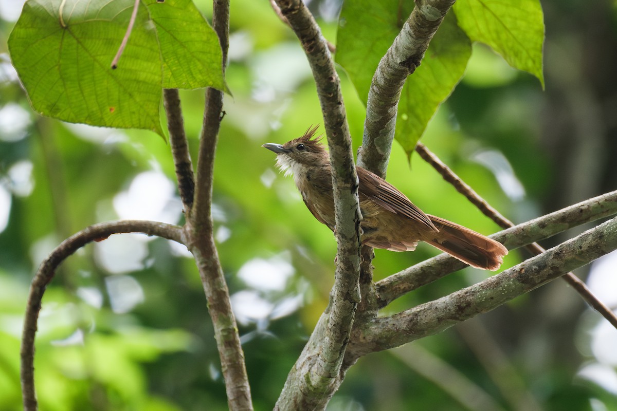 Ochraceous Bulbul - ML636932747