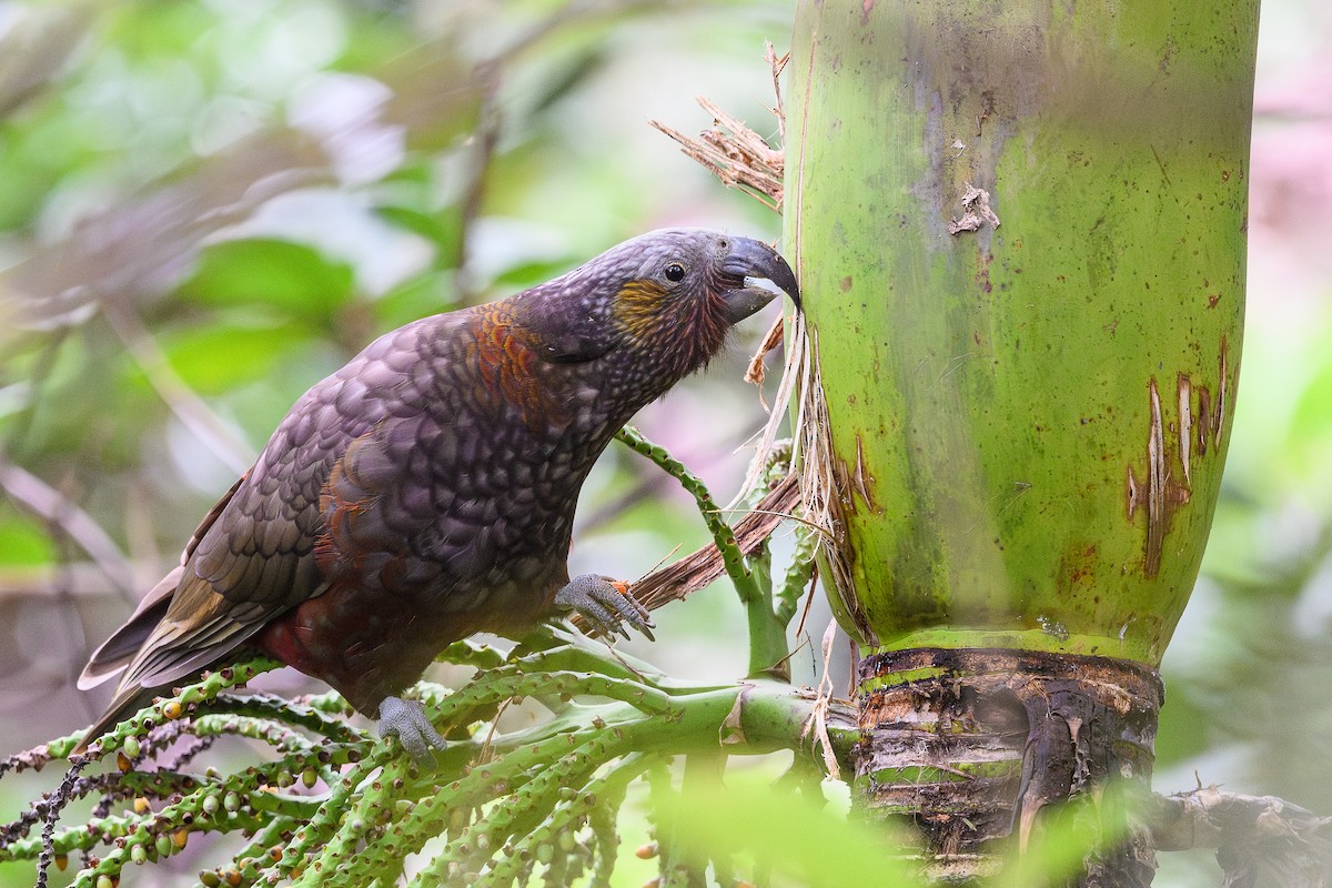New Zealand Kaka - ML636932768