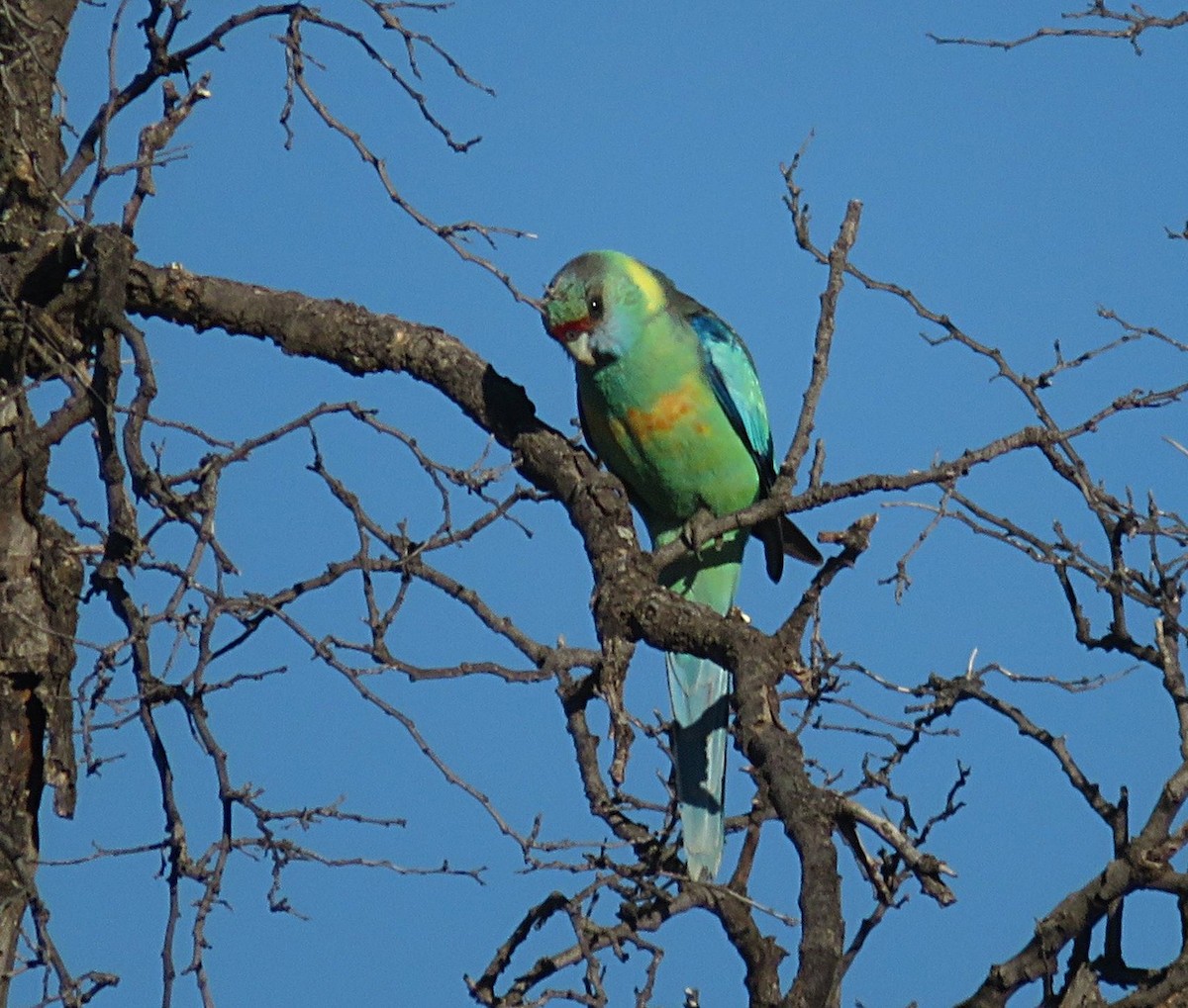 Australian Ringneck - Ian Starling