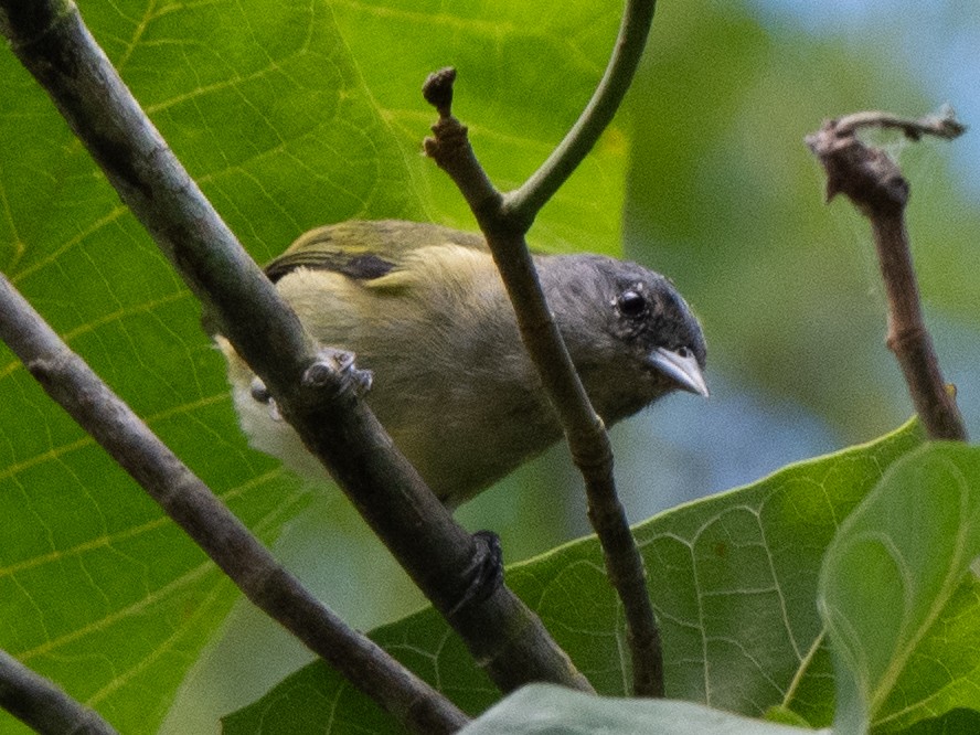 new world flycatcher sp. - ML636932791