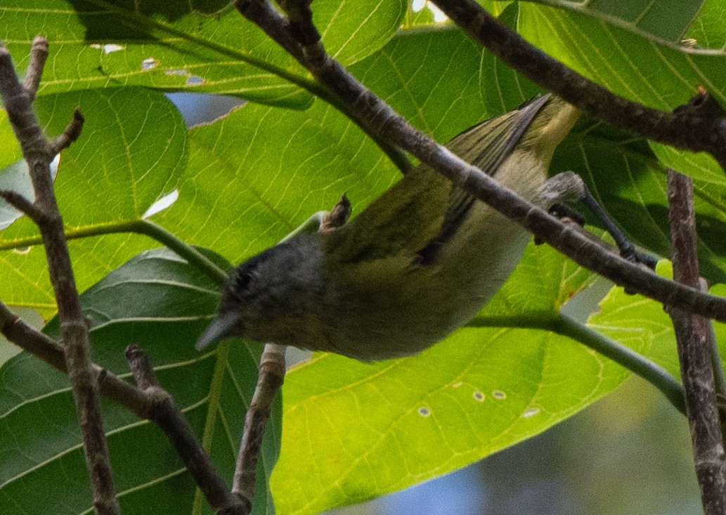 new world flycatcher sp. - ML636932792