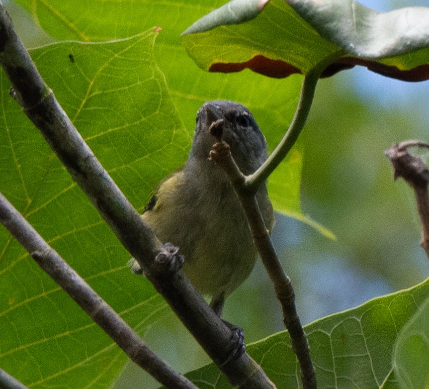 new world flycatcher sp. - ML636932793