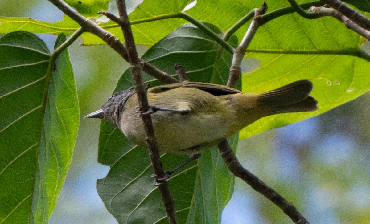 new world flycatcher sp. - ML636932794
