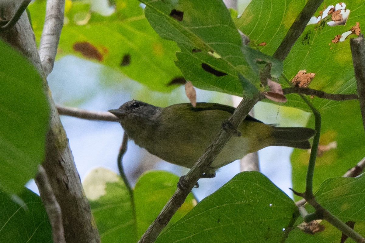 new world flycatcher sp. - ML636932795