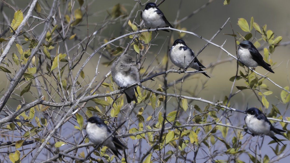 Plain Martin - ML636932881