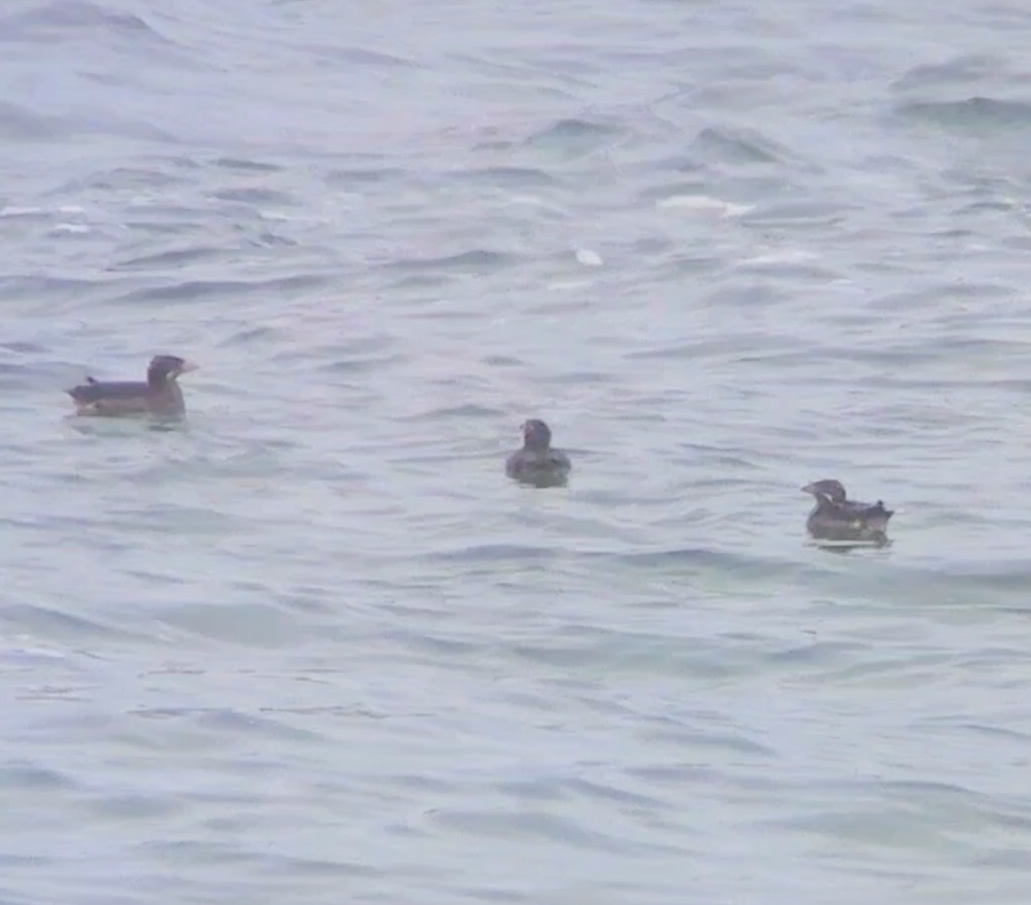 Rhinoceros Auklet - ML636932928