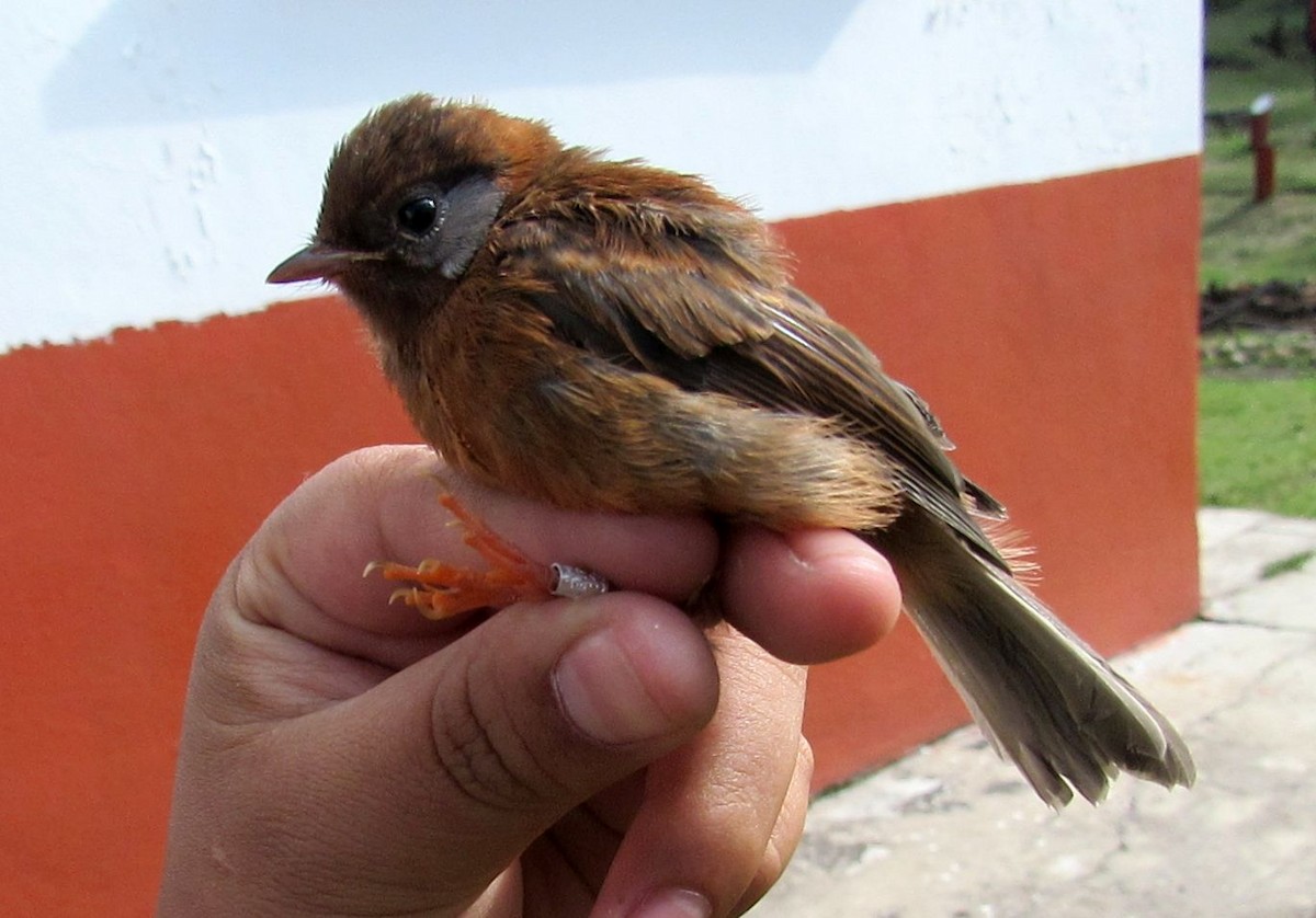 Red Warbler - ML636932946