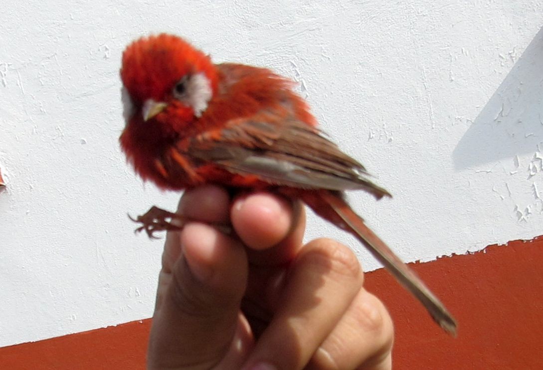 Red Warbler - ML636932950