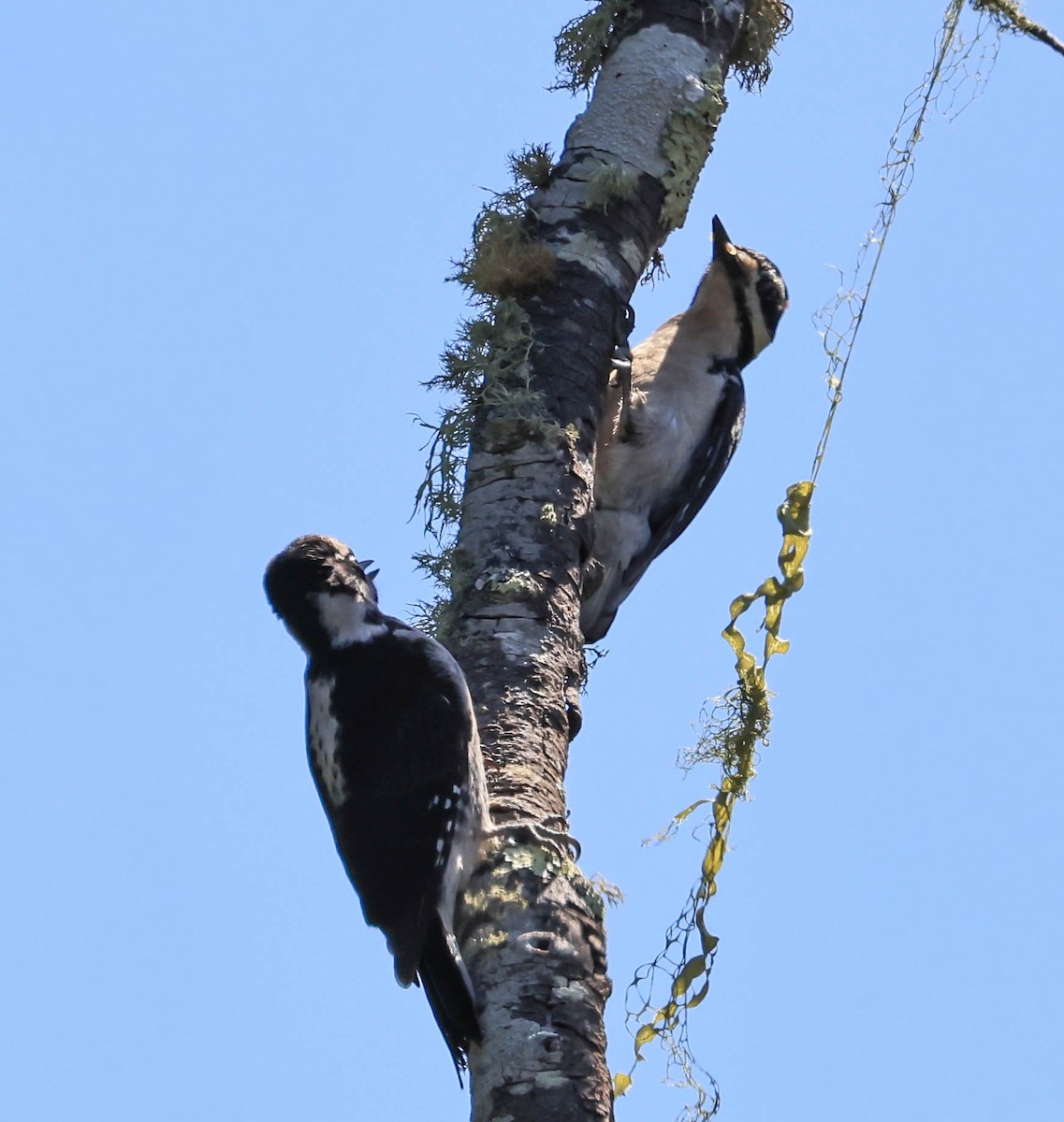 Hairy Woodpecker - ML636933032