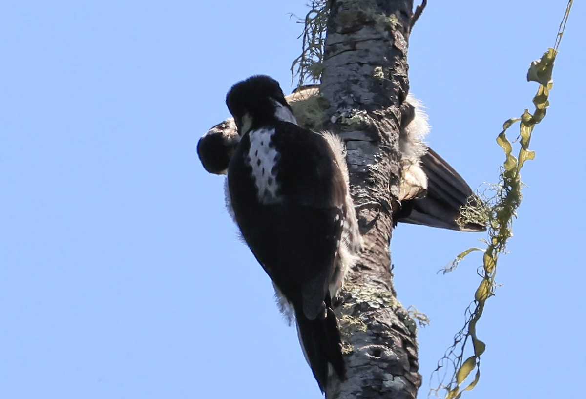 Hairy Woodpecker - ML636933033