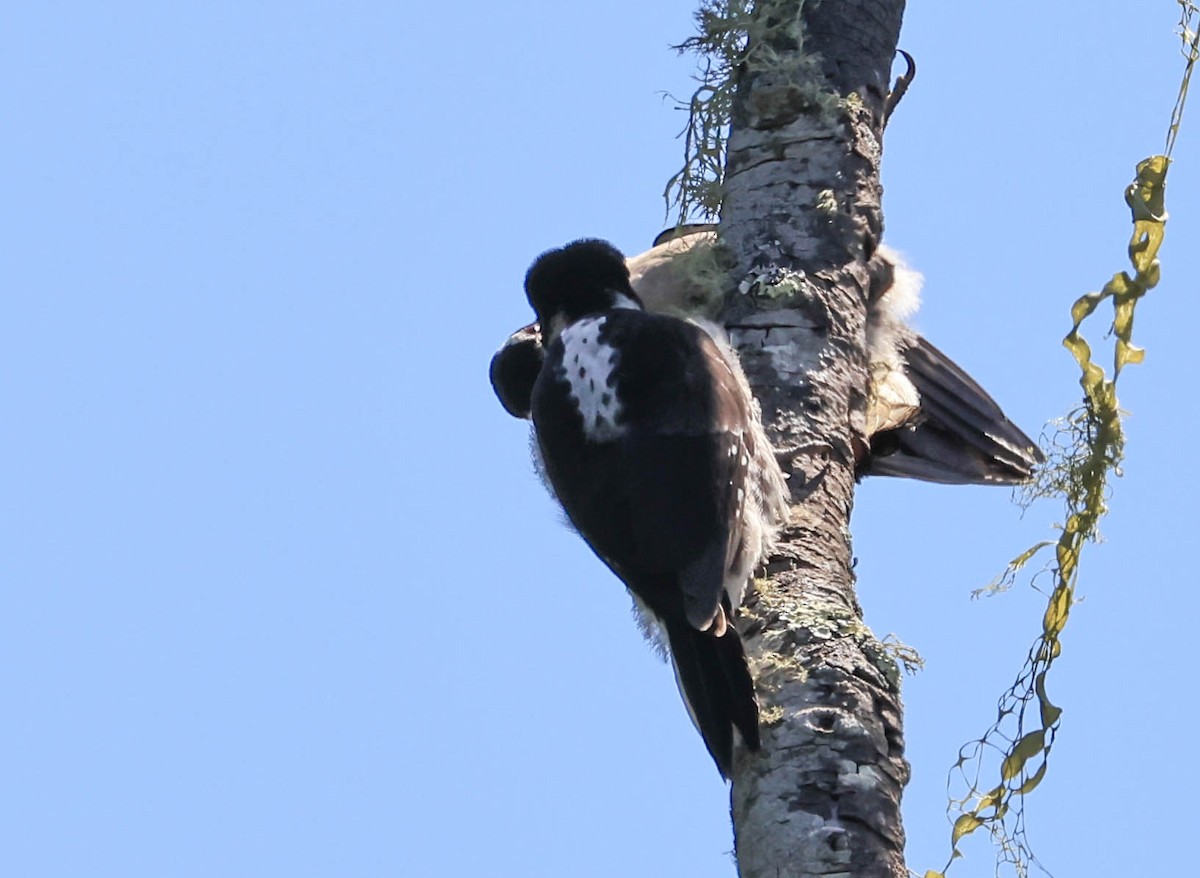 Hairy Woodpecker - ML636933034