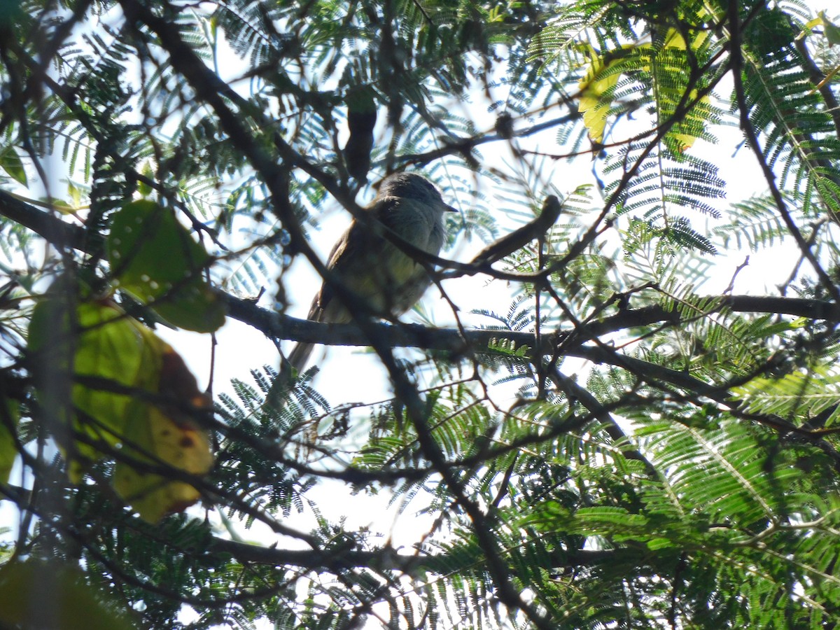 Marañon Tyrannulet - ML636933324