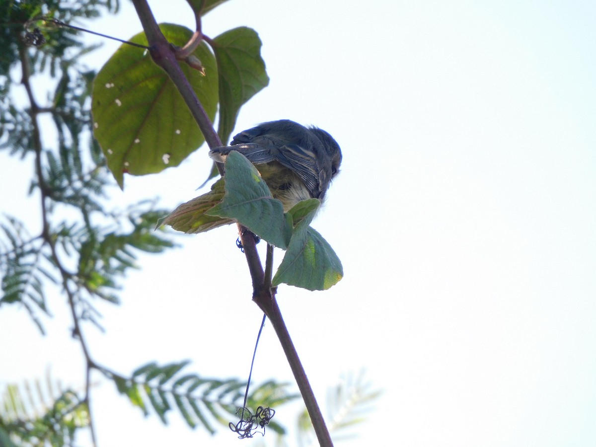 Marañon Tyrannulet - ML636933332